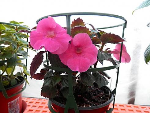 Arleta Pink.jpg
