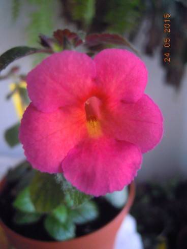 DSCN9288.JPG