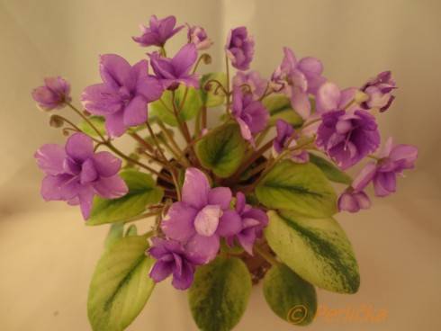 Organdy Trinket.jpg