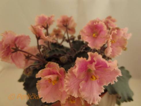 Rob's Antique Rose.jpg