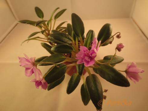 Senk's Azalea Trail.jpg