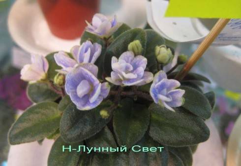 N-Lunnyi Svet.jpg