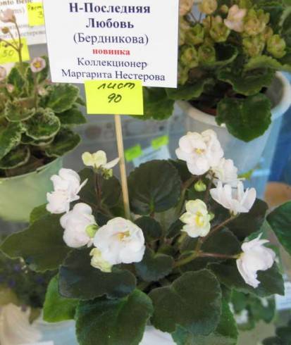 N-Posledniaia Liubov'.jpg