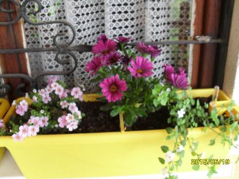 osteospermum a bakopy.JPG