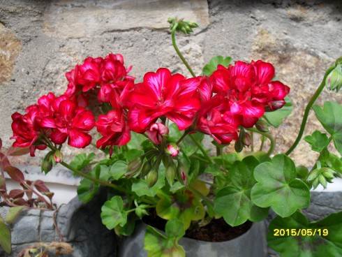 pelargonie.JPG