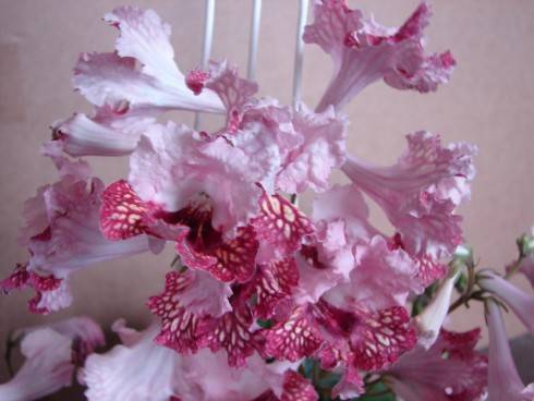 Cynamon.jpg