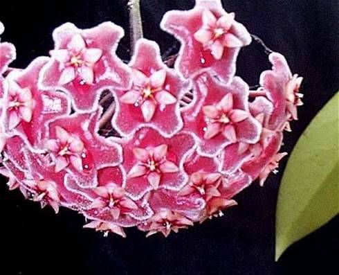 Hoya pubicalyx Silver Pink