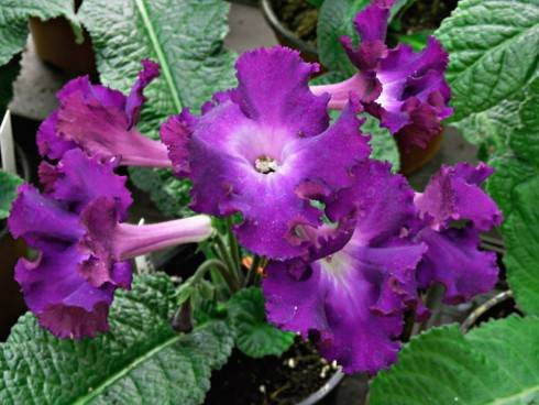 JL-Violet Ruffles.jpg