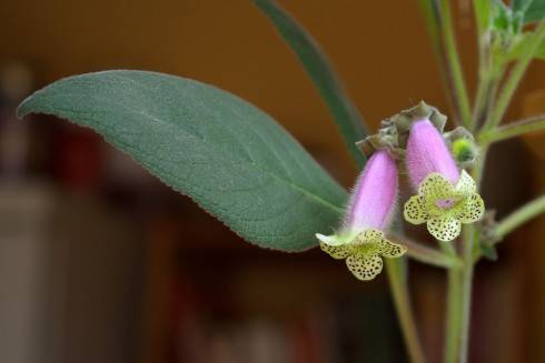 Kohleria warszewiczii.jpg