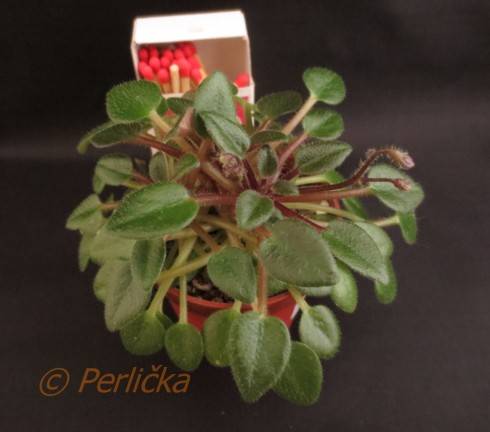 Senk's Fruit Fly.jpg