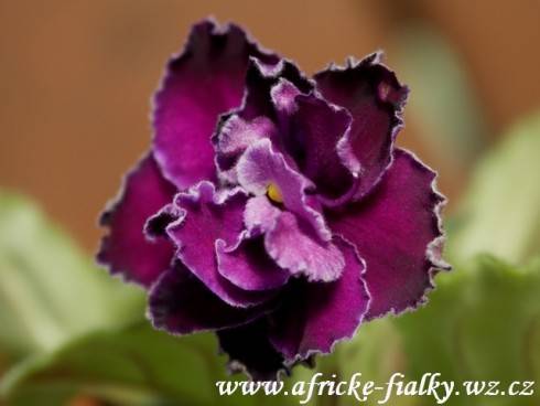 Scandal.jpg