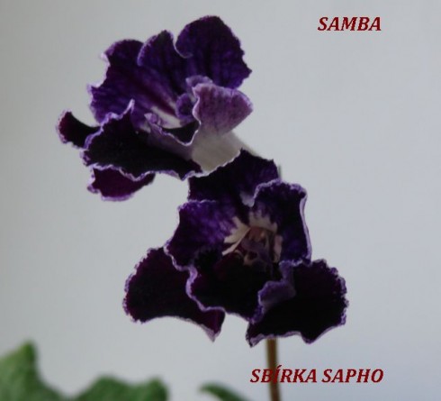 Samba.jpg