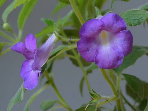 Achimenes mexicana.jpg