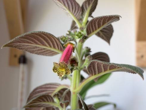 Silver Feather x K. warszewiczii.jpg