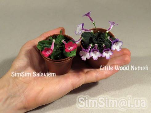 SimSim Salaviem, Little Wood Nymph.jpg