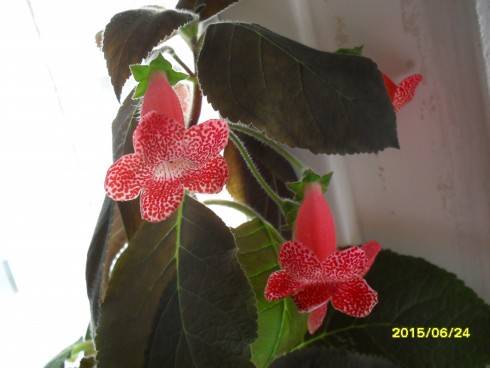SDC10240.JPG