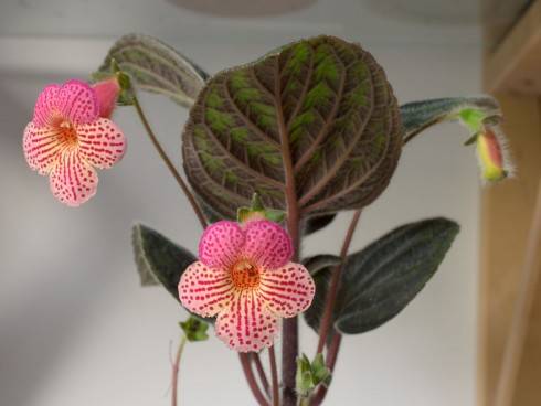 MM's Nina.jpg
