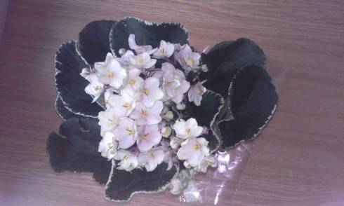 20150626_175718.jpg