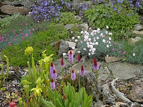 Primula vialii.JPG