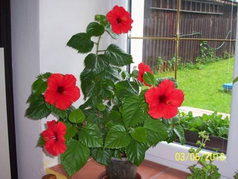 ibišek3.6.10 002.jpg