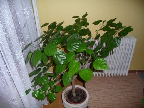 P1010572.jpg