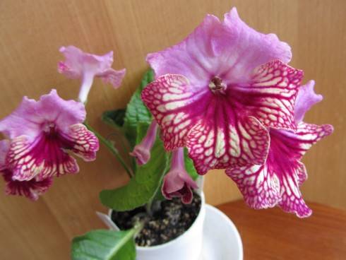 Harlequin Rose.jpg