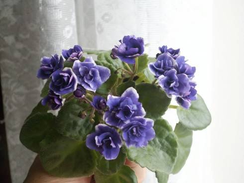 Optimara Little Moonstone Sport.jpg