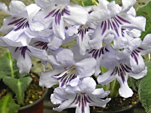 Streptocarpus floribundus.jpg