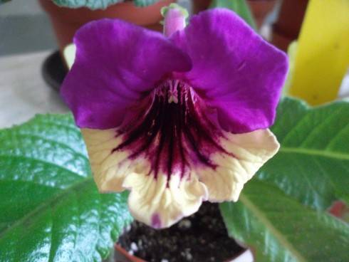Harlequin Purple.jpg
