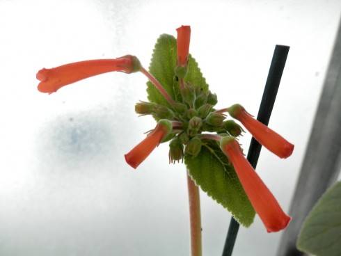 Sinningia insularis.jpg
