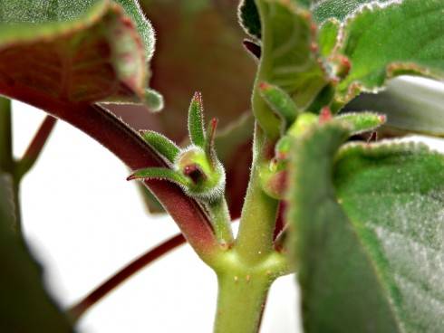 Sinningia reitzii.jpg