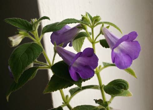 Achimenes mexicana.jpg