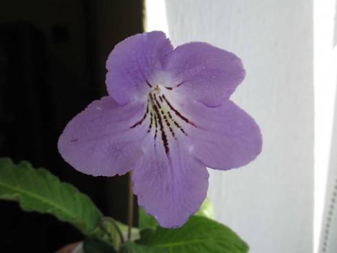 sem 1107201510.jpg