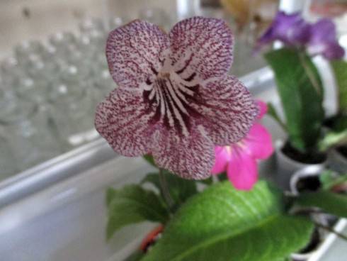 sem 1107201512.jpg