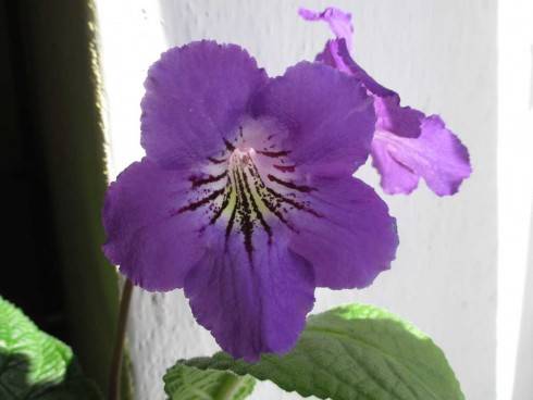 sem 110720152.jpg