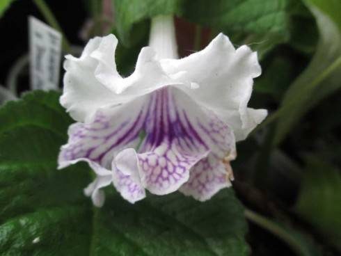 sem 110720153.jpg