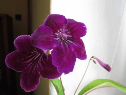 sem 110720158.jpg