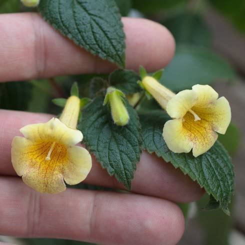 Achimenes antirrhina x Achimenes dulcis.jpg
