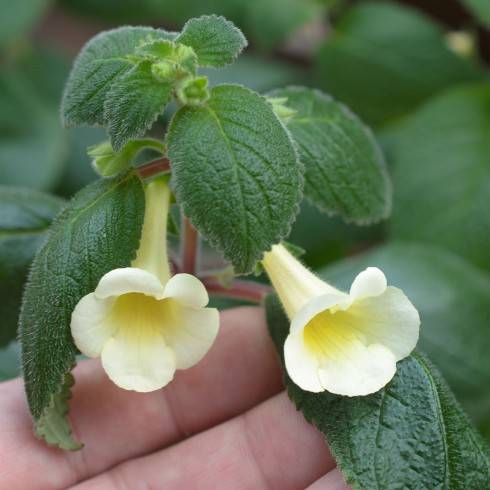 Achimenes antirrhina x Achimenes dulcis.jpg