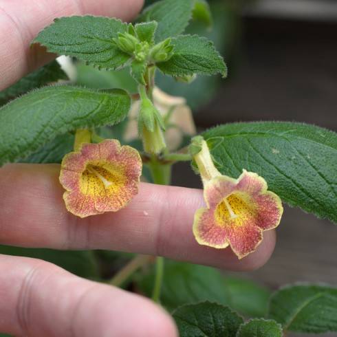 Achimenes antirrhina x Achimenes dulcis.jpg