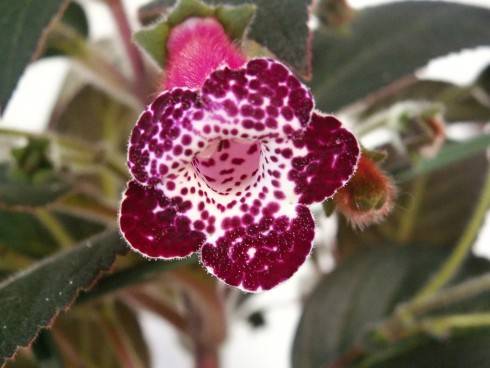 Heartland's Blackberry Butterfly.jpg