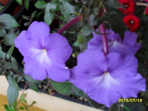 SDC10287.JPG