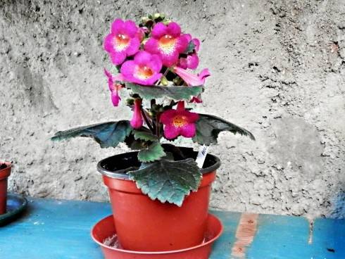 achimenantha MM's Janli (2).JPG