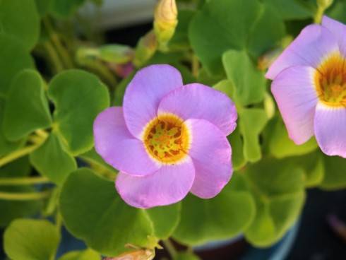 oxalis.JPG