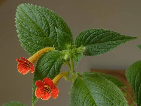 Achimenes antirrhina.jpg