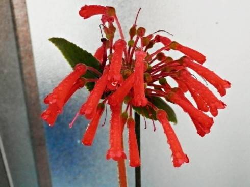 Sinningia insularis.jpg