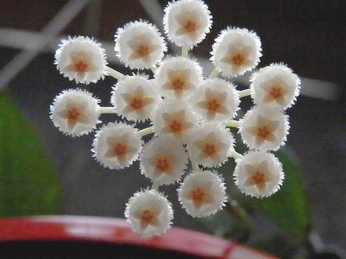 Hoya lacunosa.jpg