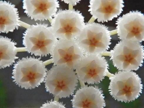 Hoya lacunosa.jpg