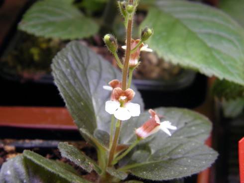 Gloxinia erinoides.jpg