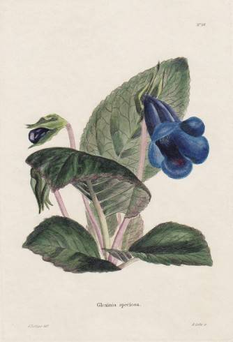 Gloxinia (Sinningia) speciosa.jpg